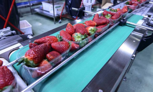 了解果蔬重量分選機按重量精準分選及一體化自動化詳情